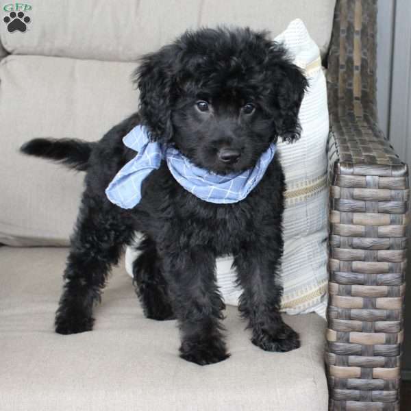 Barley, Mini Goldendoodle Puppy